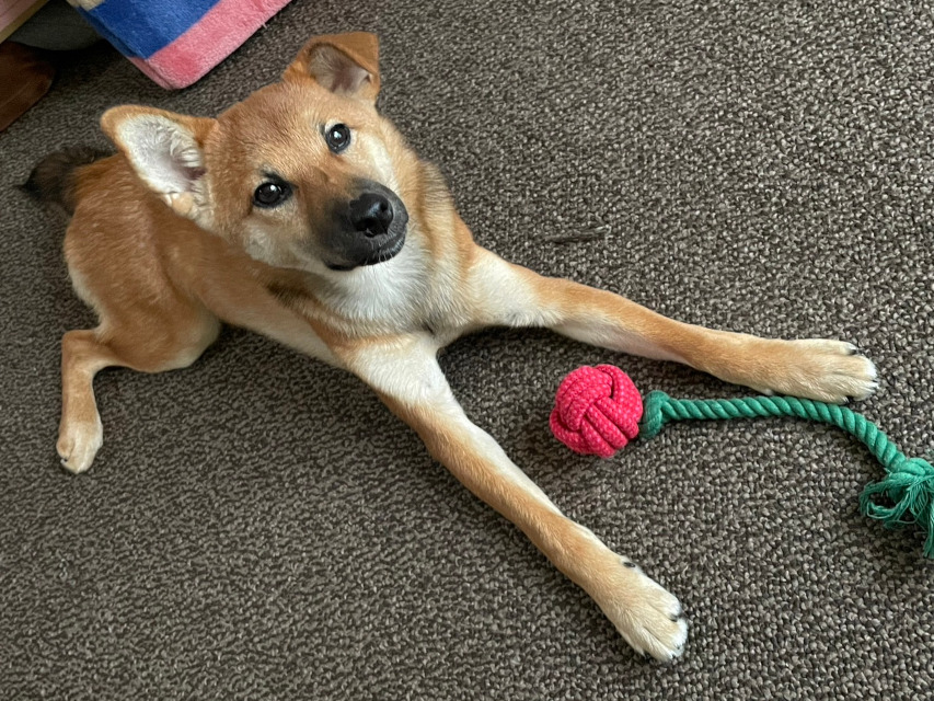 看板犬「りんご」呑気に構えていますが、開店準備の大童の中、一時に癒しをもらっています。