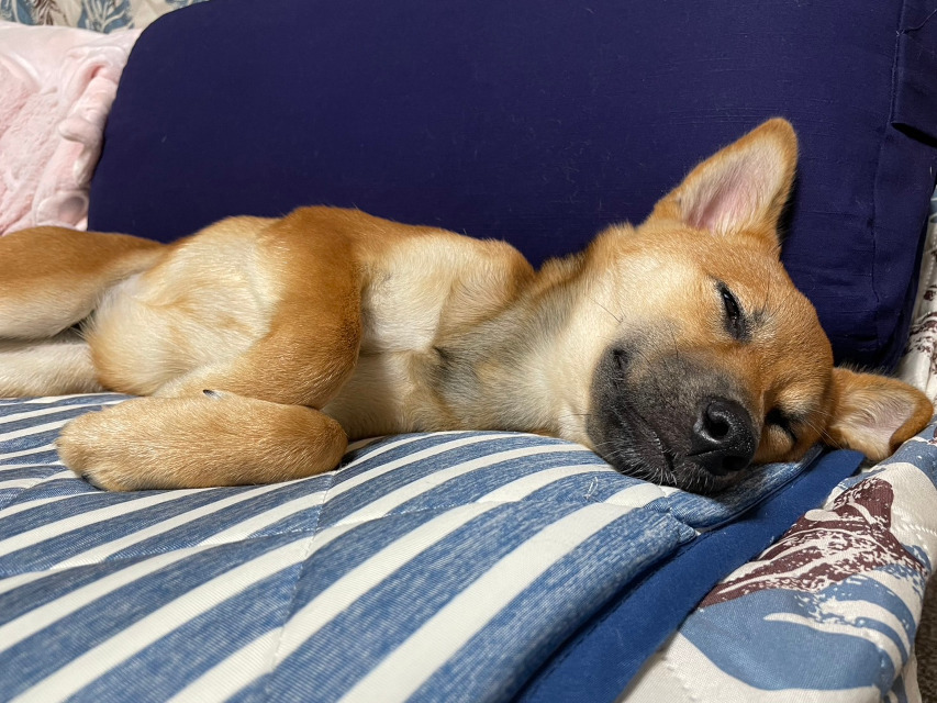 看板犬「りんご」、良い身分です。