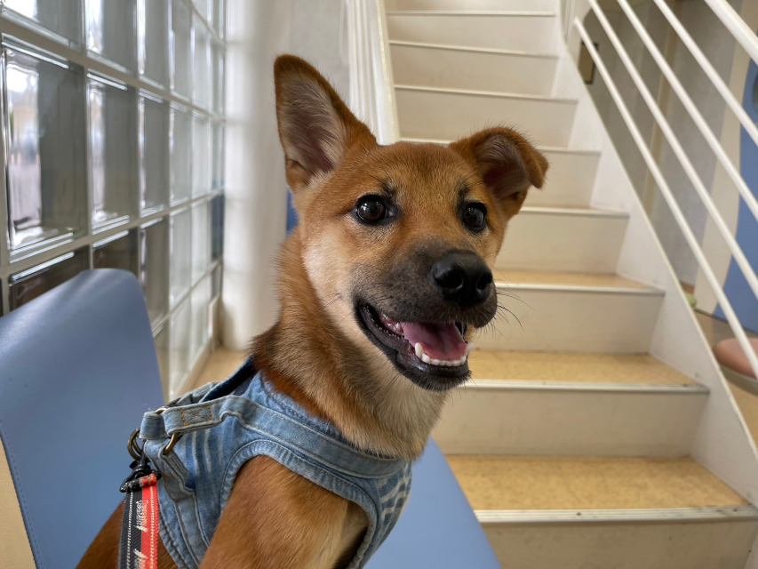 看板犬「りんご」、今日も沢山癒しをもらっています。