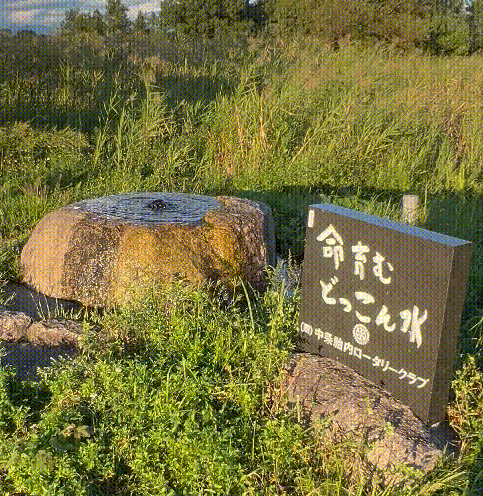 おにぎり・紅鮭の画像