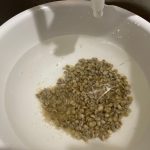 当店の珈琲豆は、焙煎の前に水洗いしています。ここまで綺麗にすれば、香りも高まります！