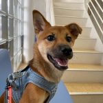 看板犬「りんご」、今日も沢山癒しをもらっています。