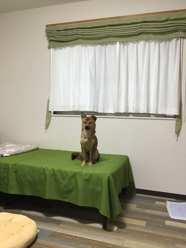 りんご一歳、長野県への短期旅行です。ホテルはとても快適、おすましのりんご。