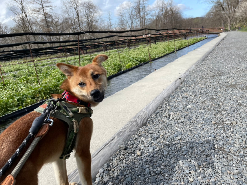 りんご一歳、長野県への短期旅行。訪れたわさび農園にて。