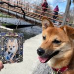 りんご一歳、長野県への短期旅行。訪れたわさび農園にて先代のワンコとコラボ。