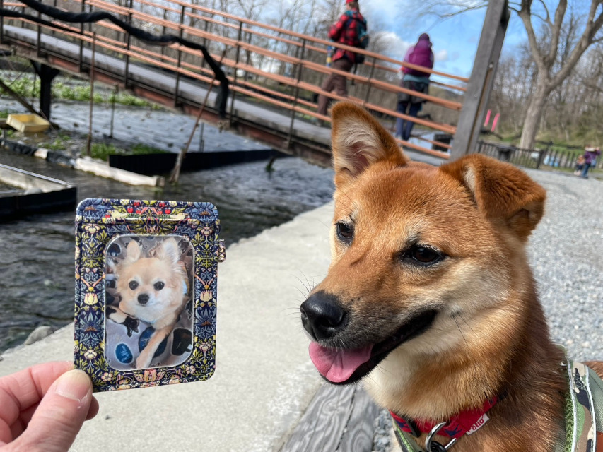 りんご一歳、長野県への短期旅行。訪れたわさび農園にて先代のワンコとコラボ。