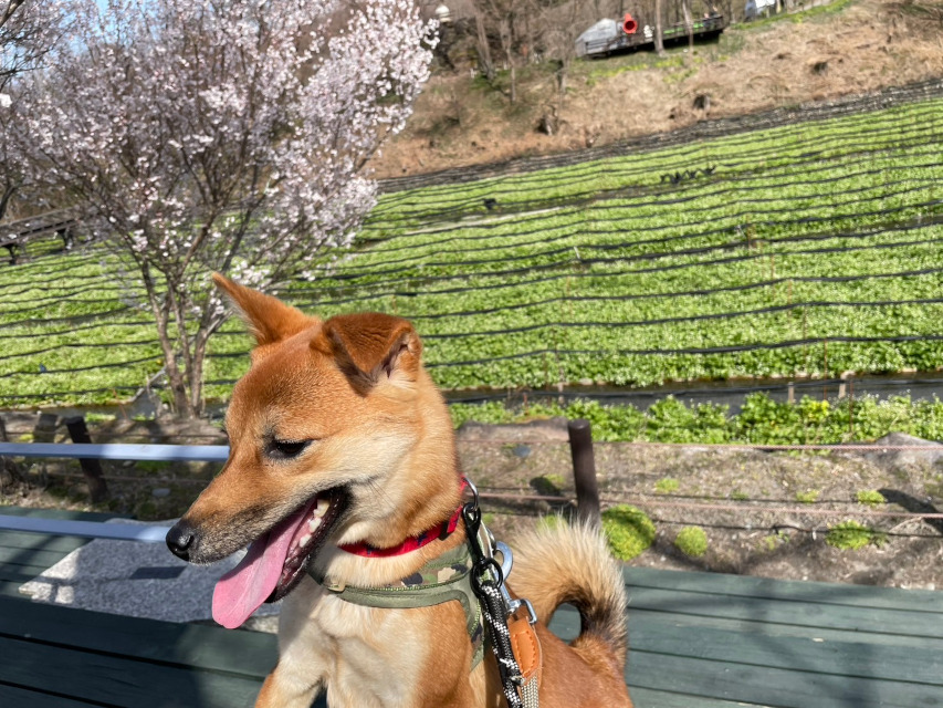 りんご一歳、長野県への短期旅行。訪れたわさび農園、春の彩り豊かで最高!