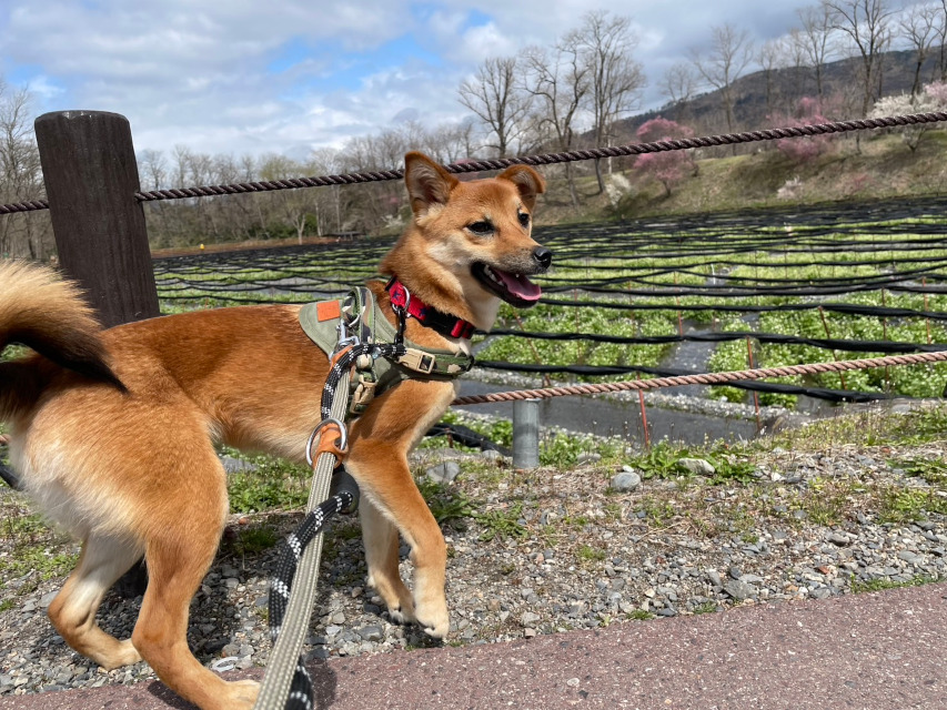 りんご一歳、長野県への短期旅行。訪れたわさび農園、しっかり散歩してきました。