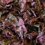 「自家製梅干し」作成、大量のシソを塩揉みしておきます。