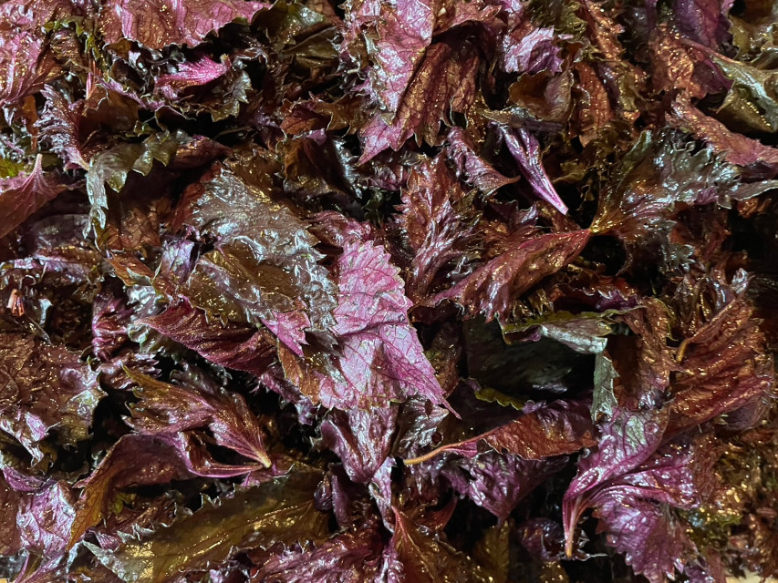 「自家製梅干し」作成、大量のシソを塩揉みしておきます。