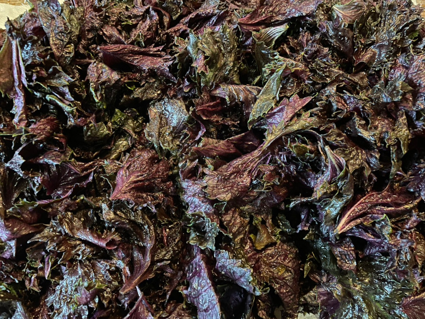 「自家製梅干し」作成、大量のシソを塩揉みしておきます。