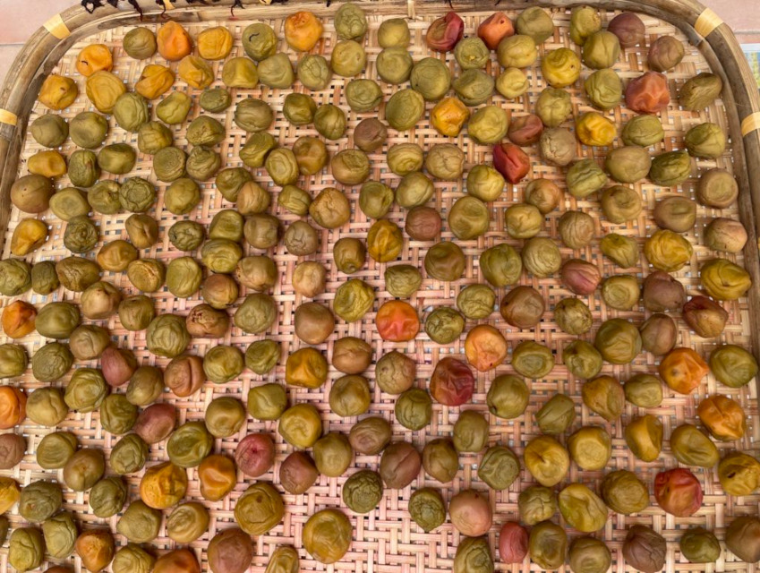 「自家製梅干し」作り、いよいよ最終工程の「天日干し」です