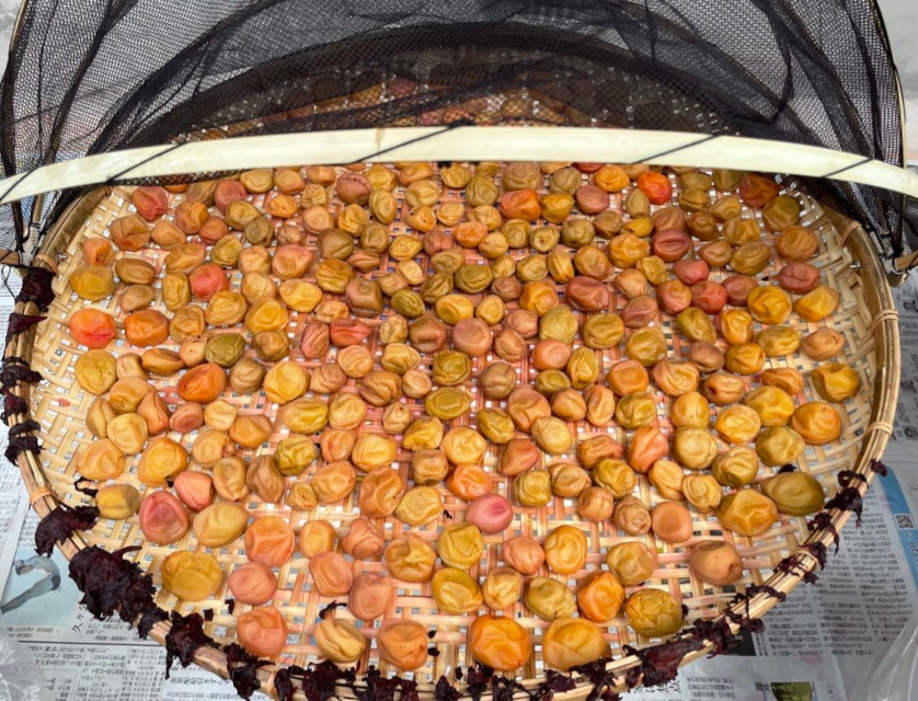 「自家製梅干し」作りいよいよ最終工程の「天日干し」、美味しく出来上がりそうです