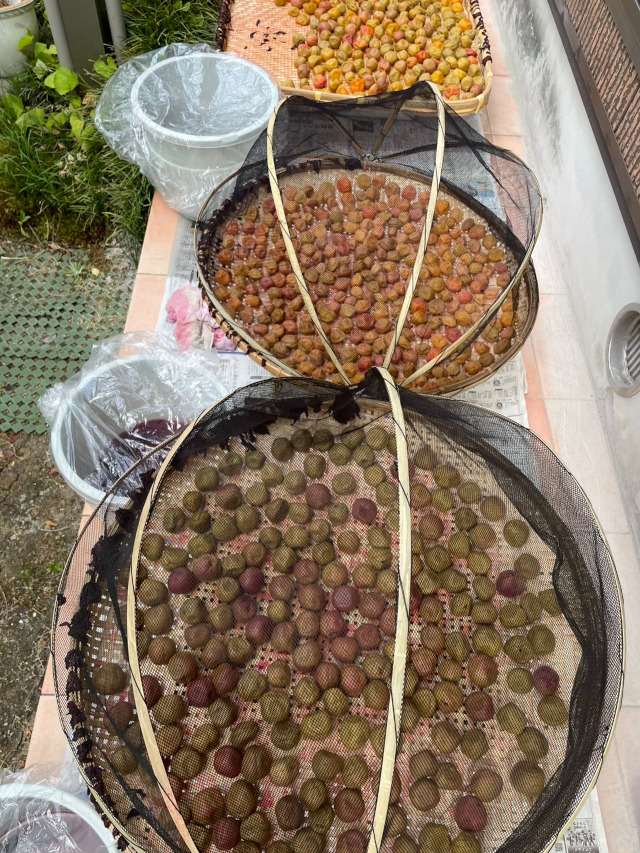 「自家製梅干し」作り最終工程の「天日干し」、広げて干して、一定時間干したら返してと、重労働です