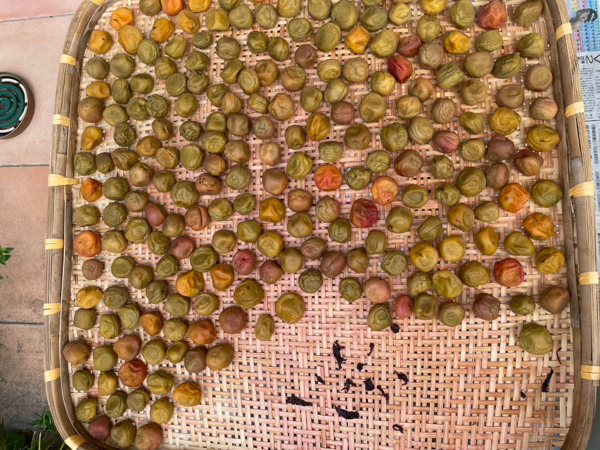 「自家製梅干し」作り最終工程の「天日干し」、広げて干して綺麗に並んでいます