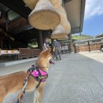 常陸国出雲大社で、佇む「りんご」２