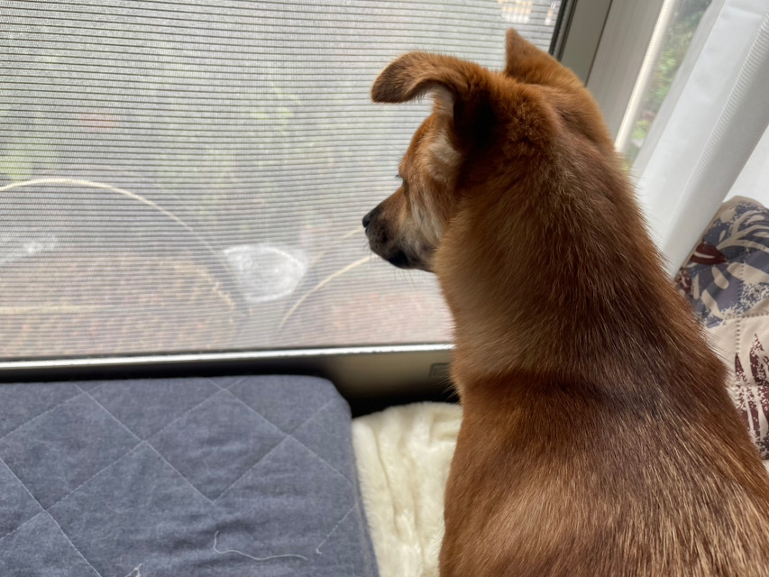 頑張る店主を、心配そうに見つめる看板件「りんご」