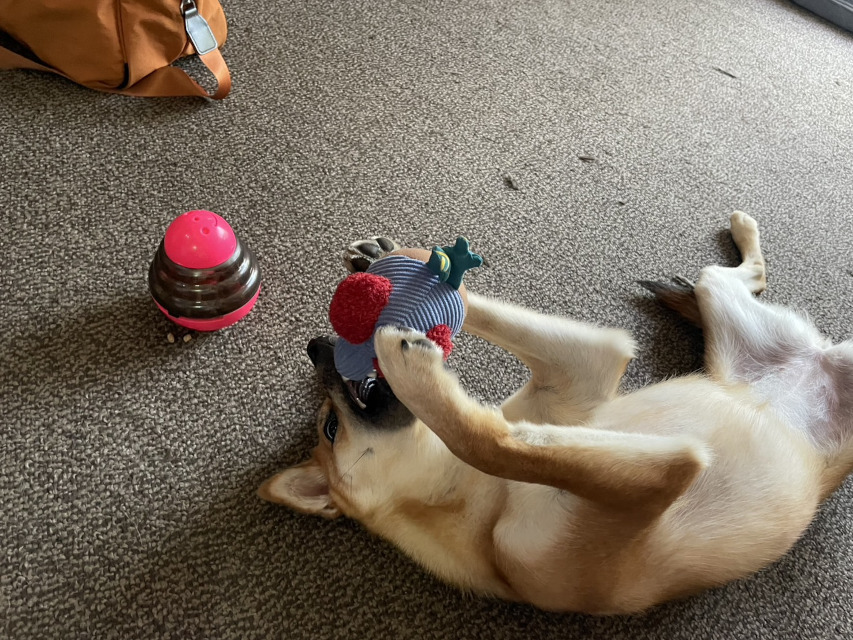 この度の旅行で買って来た、お気に入りの「鳥さん」のおもちゃで遊ぶ「りんご」