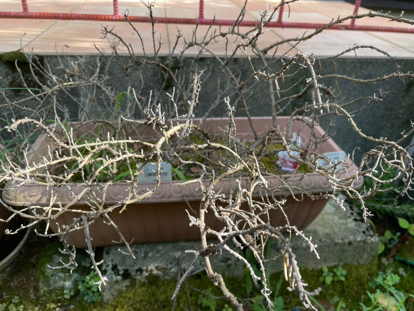 プランターで育てていたローズマリー、この酷暑で枯れてしまいました。