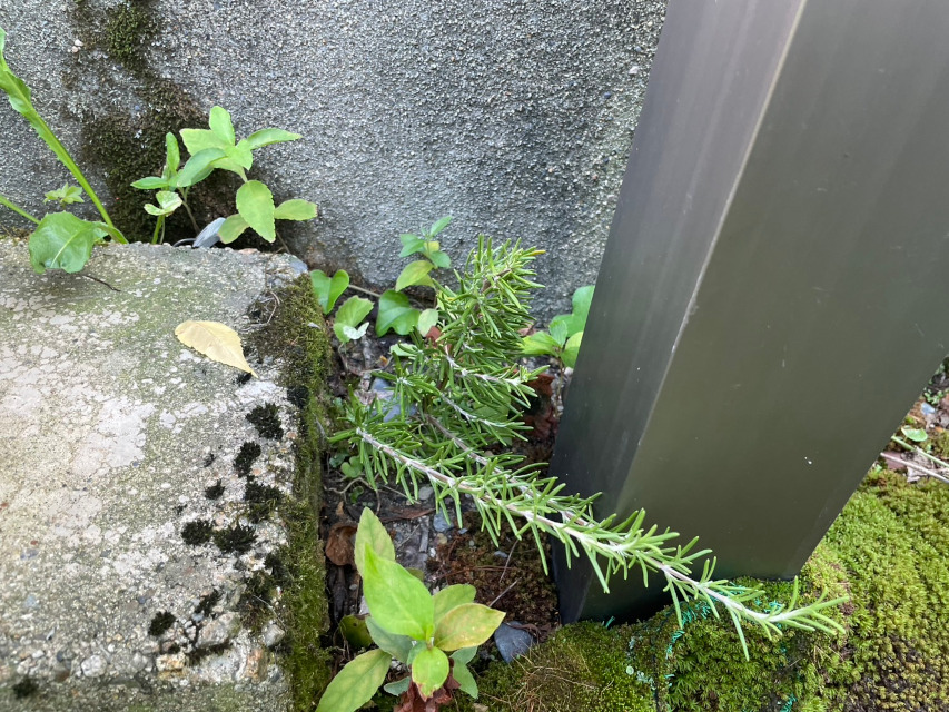 友人からお庭の「ローズマリー」を分けて頂きました。今度は地植えで。