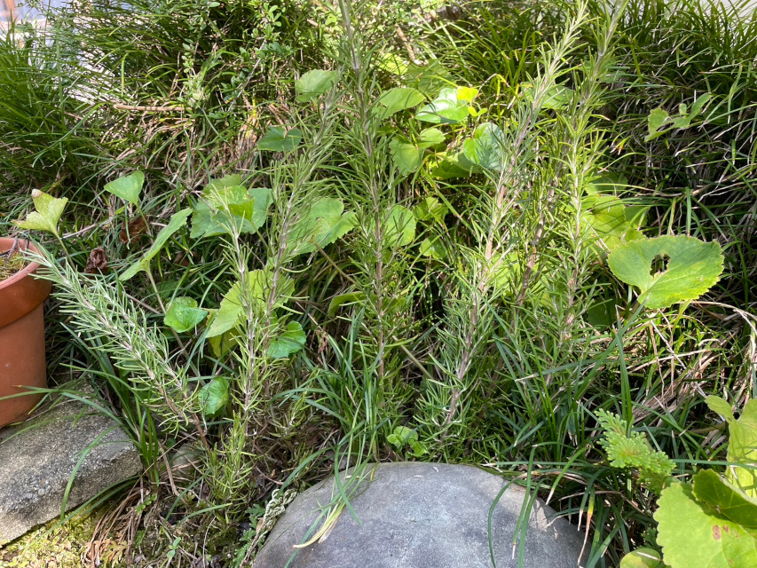 分けて頂いた「ローズマリー」、イングリッシュガーデン風に植えてみました。