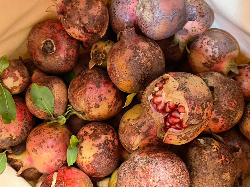 ホットドリンク二つ目のご紹介は、「ホット『ザクロ』ドリンク」です