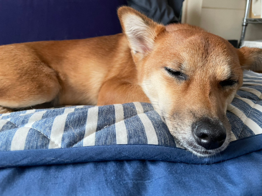 看板犬『りんご』はお昼寝中