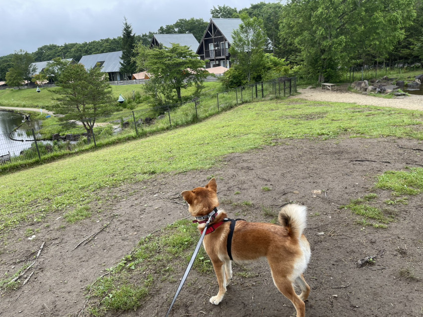 広い!リゾートの敷地内をお散歩する『りんご』