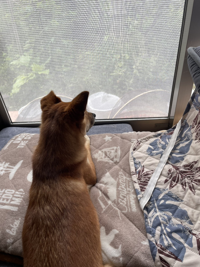 看板犬「りんご」もそばでじっと、作業を見守ります